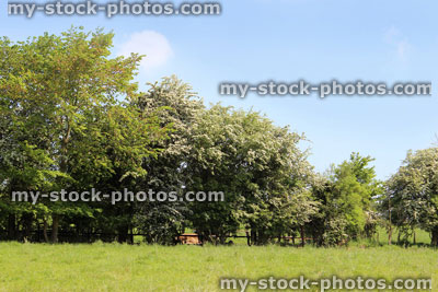 Stock image of common hawthorn hedge in flower (Crataegus monogyna) against sky