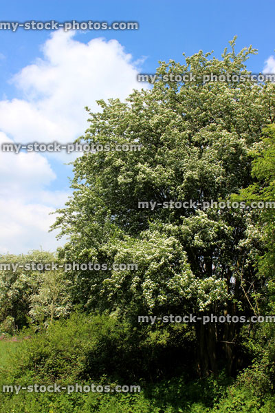 Stock image of common hawthorn hedge in flower (Crataegus monogyna) against sky