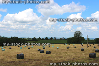 Stock image of hay bales wrapped in green / black plastic in farm field