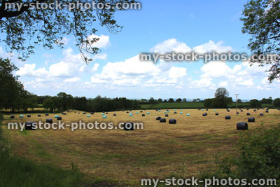 Stock image of hay bales wrapped in green / black plastic in agricultural field