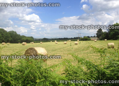 Stock image of round hay bales in green field on farm
