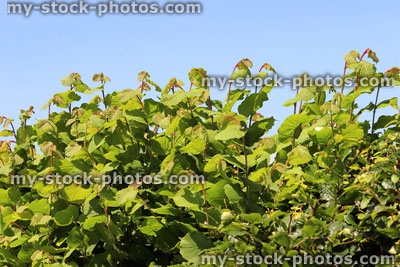 Stock image of overgrown common hazel hedge (corylus avellana) in summer