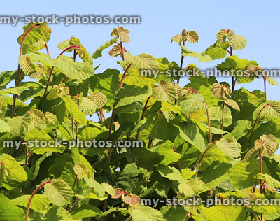 Stock image of overgrown common hazel hedge (corylus avellana) in summer