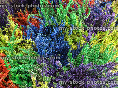 Stock image of dyed, spray painted heather plants (calluna), autumn heathers, rainbow colours