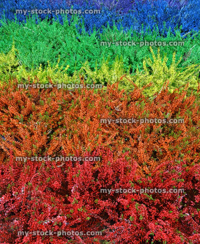 Stock image of dyed, spray painted heather plants (calluna), autumn heathers, rainbow colours