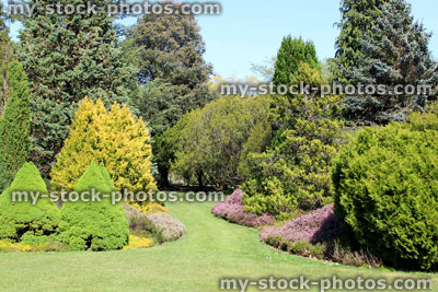Stock image of mature heather (erica) and conifer rockery garden with green lawn