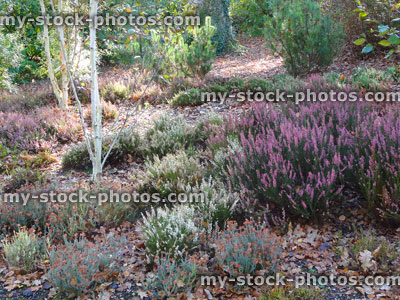 Stock image of flowering heather garden (erica / calluna), pink / purple flowers, silver birch (jacquemontii)