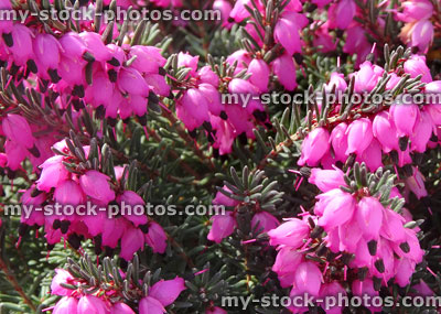 Stock image of pink flowering heather / erica flowers macro, rockery garden