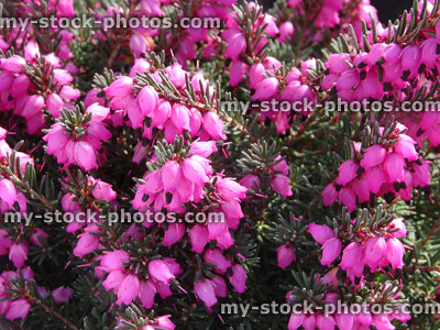 Stock image of pink flowering heather / erica flowers close up, rockery garden
