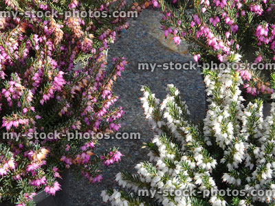 Stock image of pink / white heather / erica flowers, pot plants, garden centre