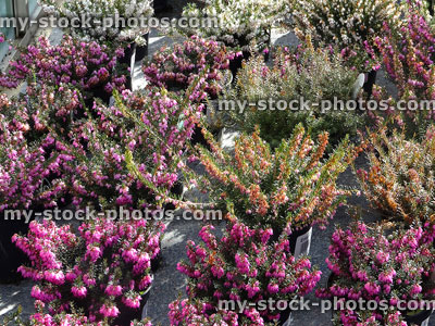 Stock image of white / pink flowering heather / erica flowers, garden centre plants
