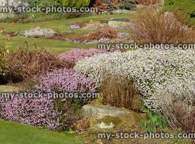 Stock image of rockery / rock garden with flowering heathers, pink and white
