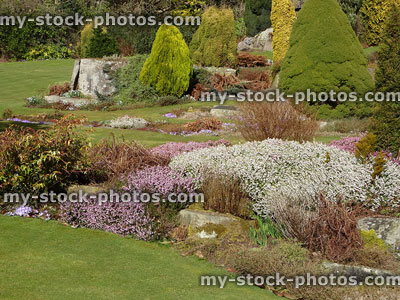 Stock image of rockery / heather garden with acid loving, ericaceous plants, flowers