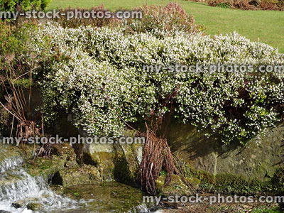 Stock image of white heather flowers growing in rock garden by waterfall