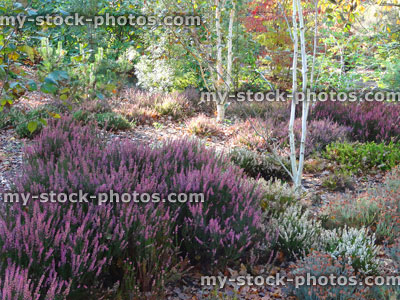 Stock image of flowering heather garden (erica / calluna), pink / purple flowers, 