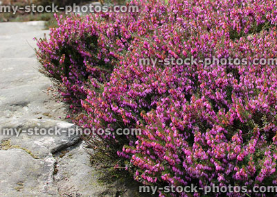 Stock image of pink flowering heather / erica flowers in rockery garden