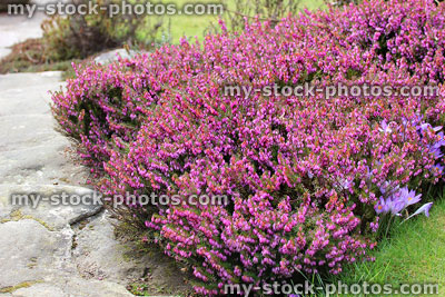 Stock image of pink flowering heather / erica flowers, rock garden plants