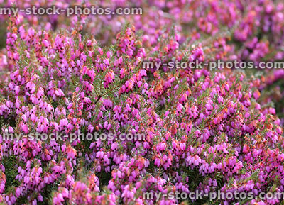 Stock image of pink flowering heather / close up of erica flowers, rockery