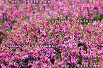 Stock image of pink flowering heather / close up of erica flowers, rock garden