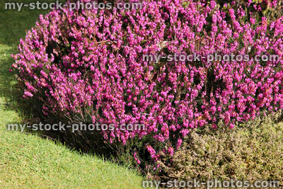 Stock image of pink flowering heather / erica flowers, rockery garden, lawn