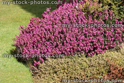 Stock image of pink flowering heather / erica flowers in conifer garden