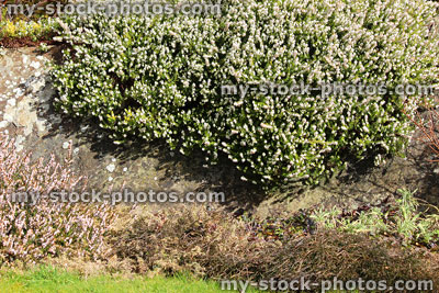 Stock image of white flowering heather / erica flowers, rockery garden border