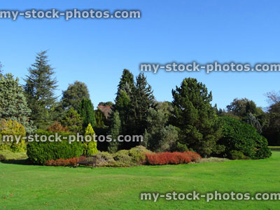 Stock image of heather flowers (flowering erica) / dwarf conifer rockery garden, ericaceous plants, lawn