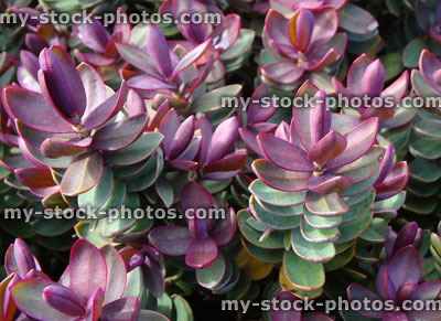 Stock image of silver grey hebe 'red edge' with pink shoots / leaves