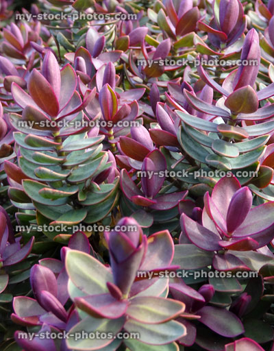 Stock image of pink shoots on hebe 'red edge' garden shrub plant