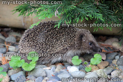 Stock image of ticks on wild hedgehog, back garden, fleas, parasites