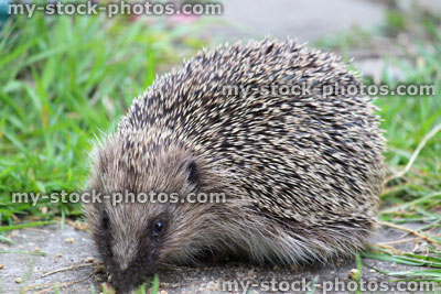 Stock image of European hedgehog in back garden, eating hedgehog food