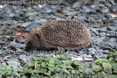 Stock image of European hedgehog in back garden, looking for food