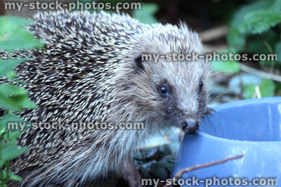 Stock image of European hedgehog in back garden, eating hedgehog food