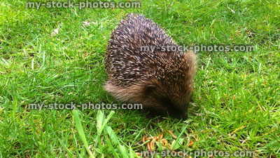 Stock image of wild hedgehog on lawn in daytime (Erinaceus europaeus)