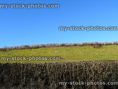 Stock image of farm hedgerow and field, pruned winter hawthorn hedge