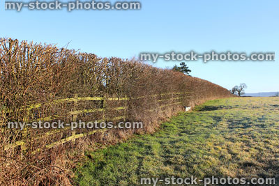Stock image of winter deciduous, field maple hedgerow, arable farm field<br />
