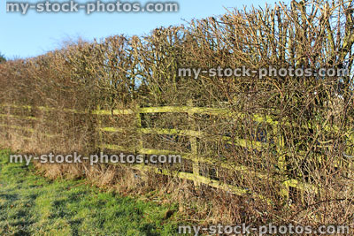 Stock image of mixed deciduous hedgerow with field maples and sloes