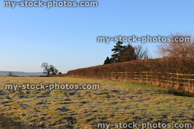 Stock image of winter arable field, ash, hazel and hawthorn hedge