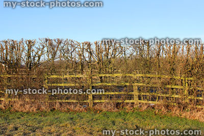 Stock image of deciduous, mixed hedge on arable land in winter