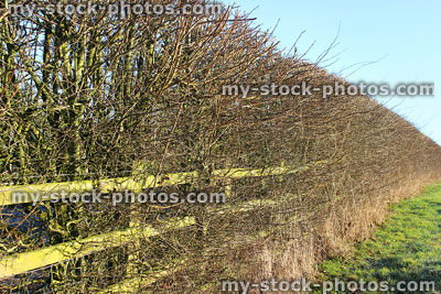 Stock image of arable land deciduous boundary of hawthorn and hazel