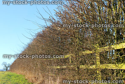 Stock image of farm winter hedgerow and fencing bordering arable pasture