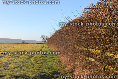Stock image of natural windbreak of ash, wild cherry and sloe