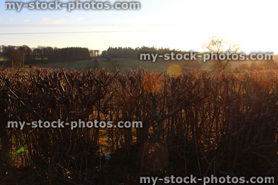 Stock image of countryside boundary of hawthorn and sloe in winter 