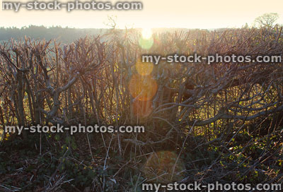 Stock image of rural deciduous hedgerow on a sunny winter day
