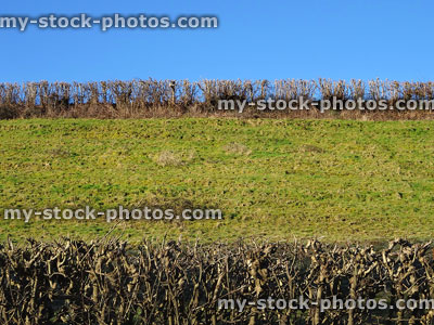 Stock image of farm field in winter, mixed hedgerow of trees