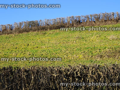 Stock image of mixed deciduous hedgerow / farm field hedge in winter