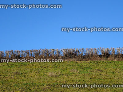 Stock image of mixed hedgerow in winter, arable farm field / pasture