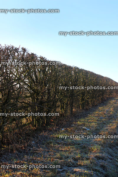 Stock image of English countryside deciduous mixed hedgerow in winter