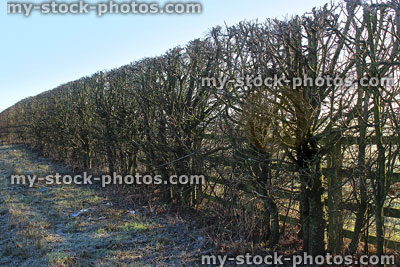 Stock image of deciduous farmland boundary in winter with wooden fence