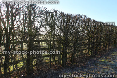 Stock image of hawthorn, hazel, field maple, sloe, wild cherry hedgerow